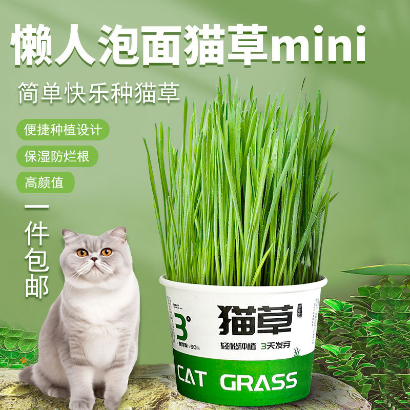 猫草盆栽猫咪罐头水培无土去毛球助消化零食泡面猫零食化毛球