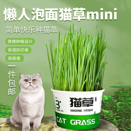 猫草盆栽猫咪罐头水培无土去毛球助消化零食泡面猫零食化毛球