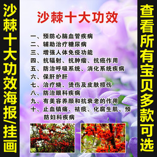 饰画广告展板无框画挂图631 圣果沙棘十大功效海报宣传画挂画装