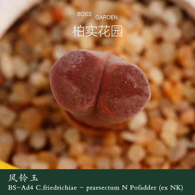 【BS-Ad4】风铃玉超级萝莉青蛙种源优选肉锥番杏精品多肉柏实花园