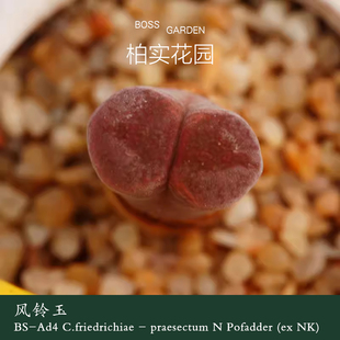 【BS-Ad4】风铃玉超级萝莉青蛙种源优选肉锥番杏精品多肉柏实花园