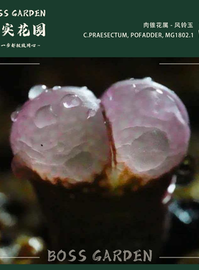 【BS-Af2】1802.1风铃玉黑眼豆豆青蛙ap种源优选肉锥柏实花园