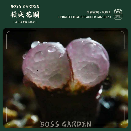 【BS-Af2】1802.1风铃玉黑眼豆豆青蛙ap种源优选肉锥柏实花园