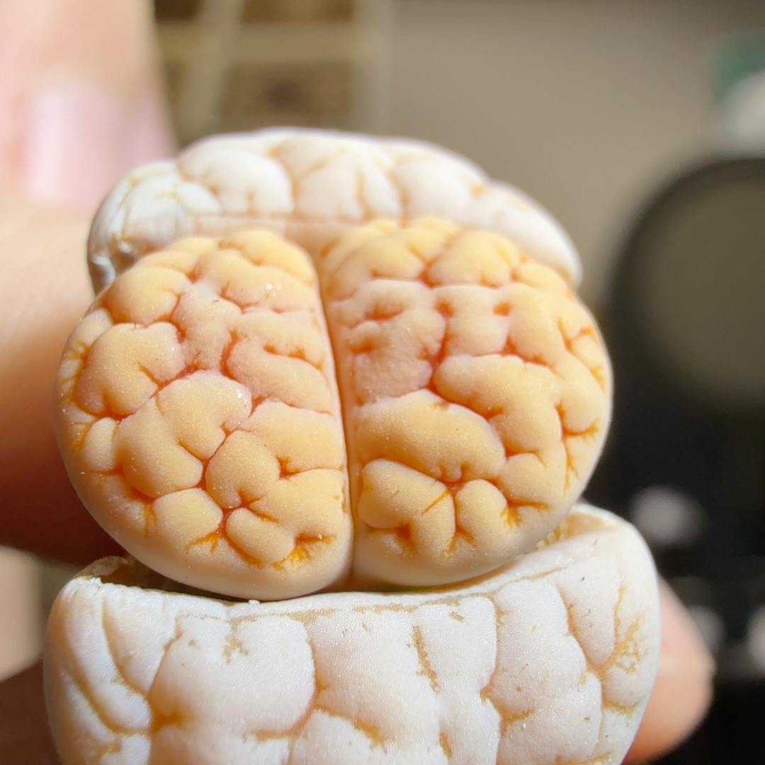 654青蛙189优选未来睫毛精大肌肉,鲜花速递/花卉仿真/绿植园艺,多肉植物,淘宝优惠券,粉丝福利购,淘宝优惠卷