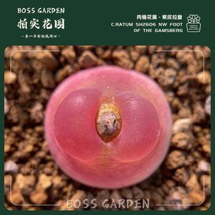 多肉植物肉锥紫皮拉登SH2606优选特精品懒人好养室内盆栽柏实花园