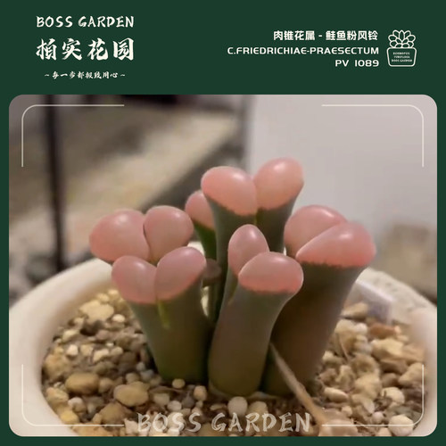 多肉植物肉锥花鲑鱼粉风铃pv1089优选母本网红粉窗好养室内盆栽