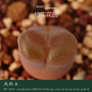 【BS-Ad10】1797.1风铃玉熊猫风铃青蛙种源优选肉锥柏实花园