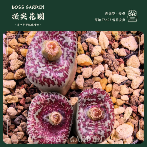 多肉植物肉锥花原始ts603雪花安贞后代懒人好养盆栽柏实花园