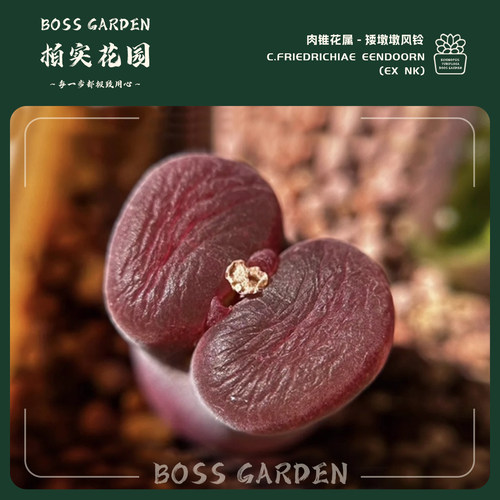 肉锥矮墩墩恩东风铃多肉植物