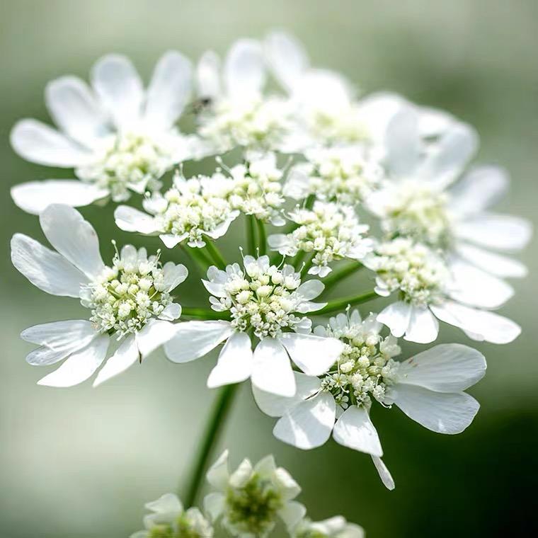 奥莱芹阿米芹花苗春季白色小碎花