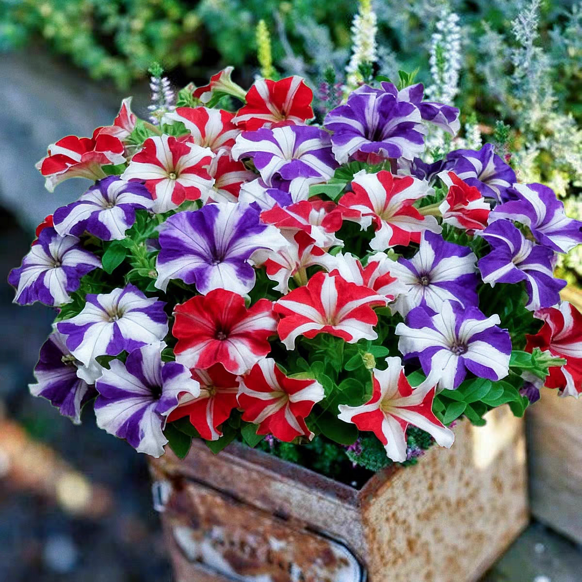 单瓣重瓣矮牵牛花苗穴盘苗草本花卉阳台窗台易爆花色多系列新组合