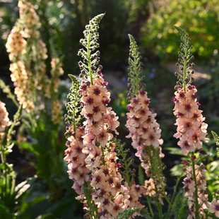 满18元包邮 毛蕊花南方魅力穴盘苗耐寒花期长复古色庭院花园植物