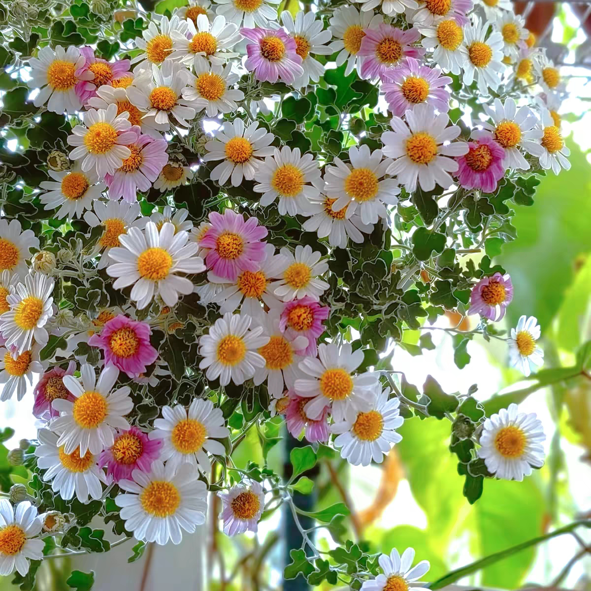 满28包邮  新品足褶野路菊花苗阳台庭院花园半垂吊足褶野路菊花苗
