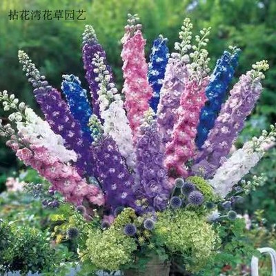 大花飞燕草花苗耐寒高杆切花包邮