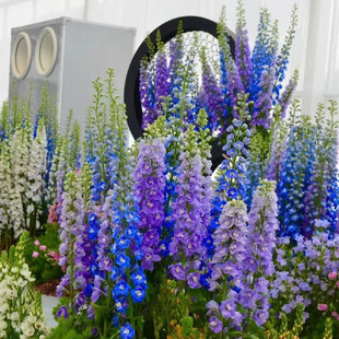 北极光系列大花飞燕草花苗盆栽耐寒阳台庭院花园组合植物满18 包邮