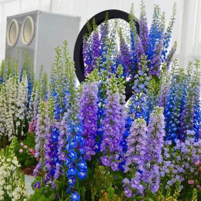 北极光系列大飞燕满额包邮