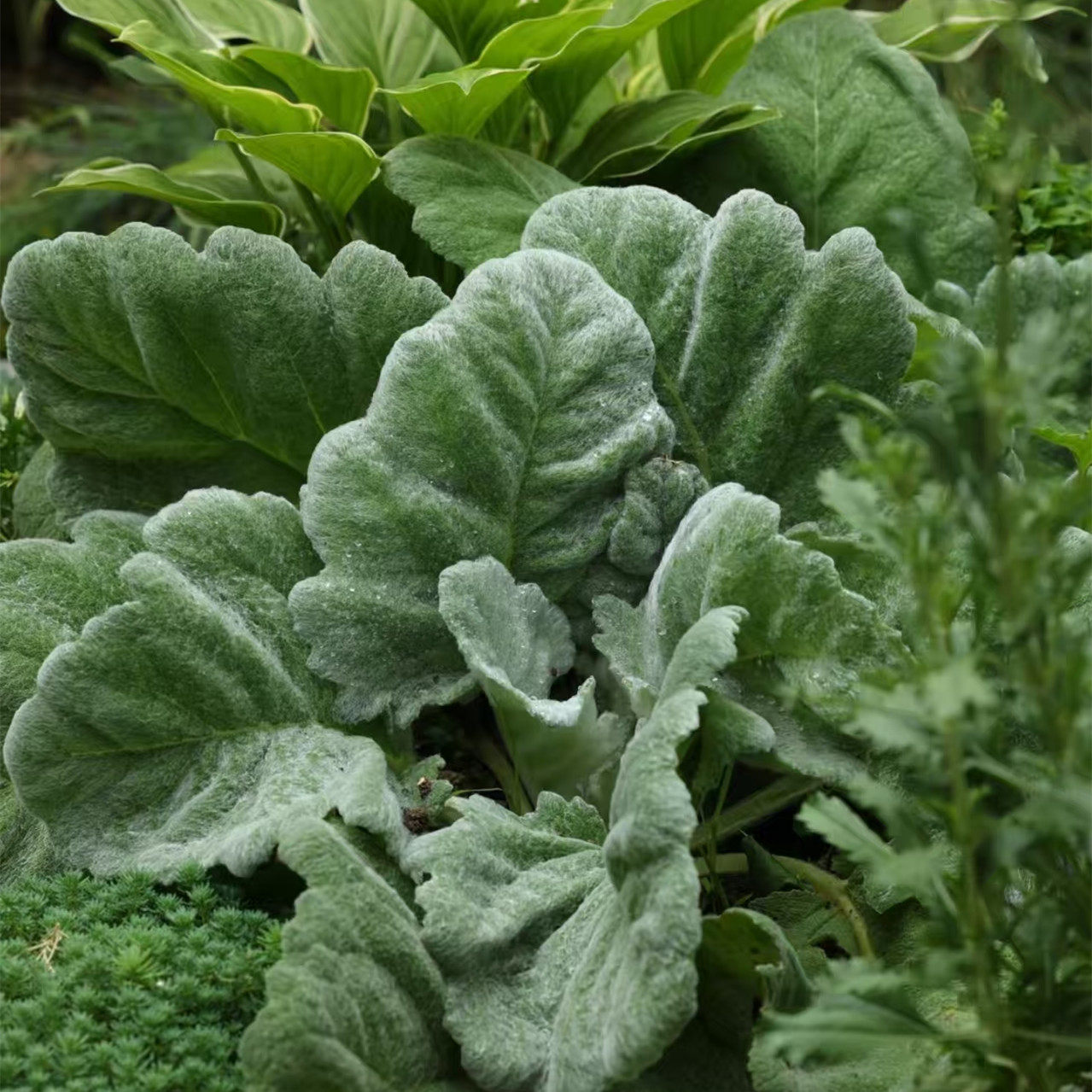 羊毛手套观叶植物多年生包邮