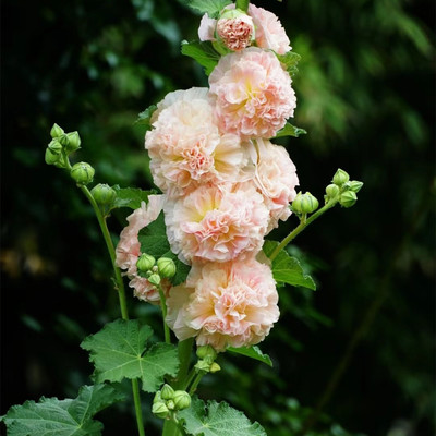重瓣蜀葵庭院阳台花苗桃子与梦