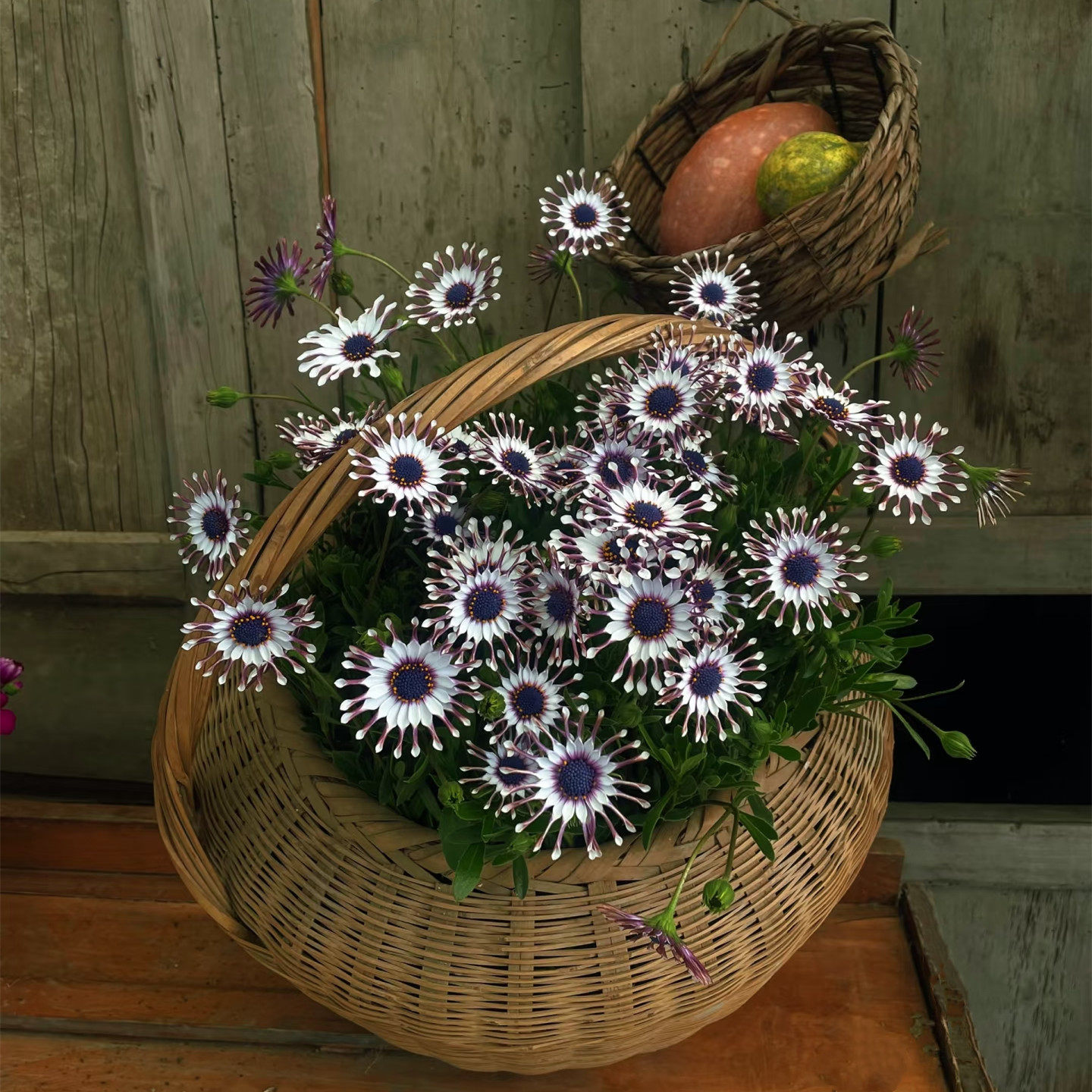 南非万寿菊蓝目菊病毒花苗包邮