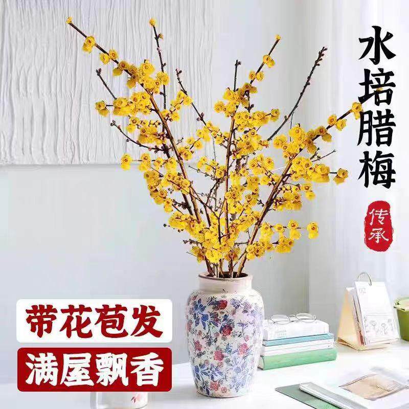 腊梅鲜切花澳洲腊梅花干枝雪柳水培植物室内客厅桌面年宵花卉盆栽