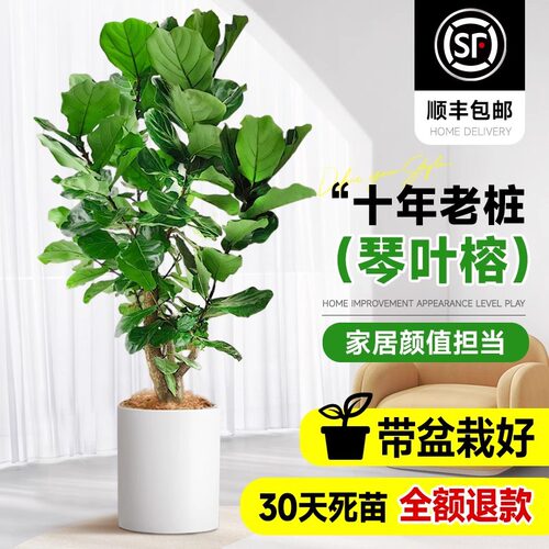琴叶榕客厅室内盆栽大型绿植老桩大叶真花落地大号好养办公室植物