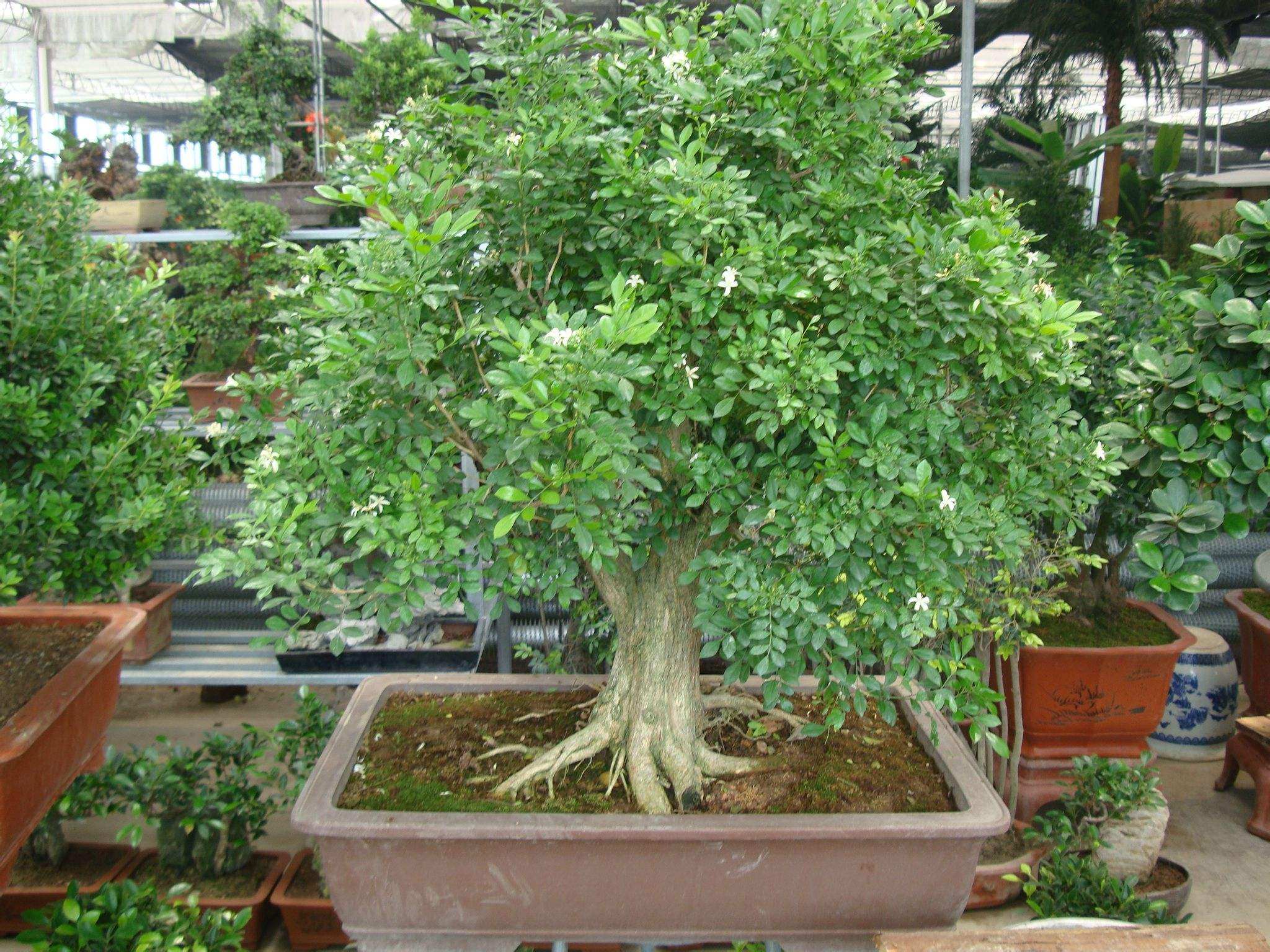 新品九里香盆栽植物室内盆景老桩千里香树苗浓香四季驱蚊绿植包邮