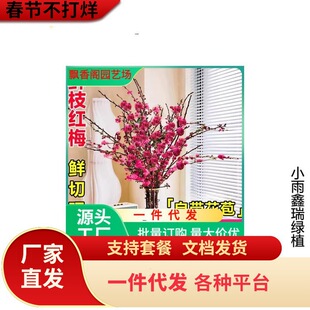 带花水培红梅花桃花树干枝珍珠李鲜花室内花卉雪柳盆栽切