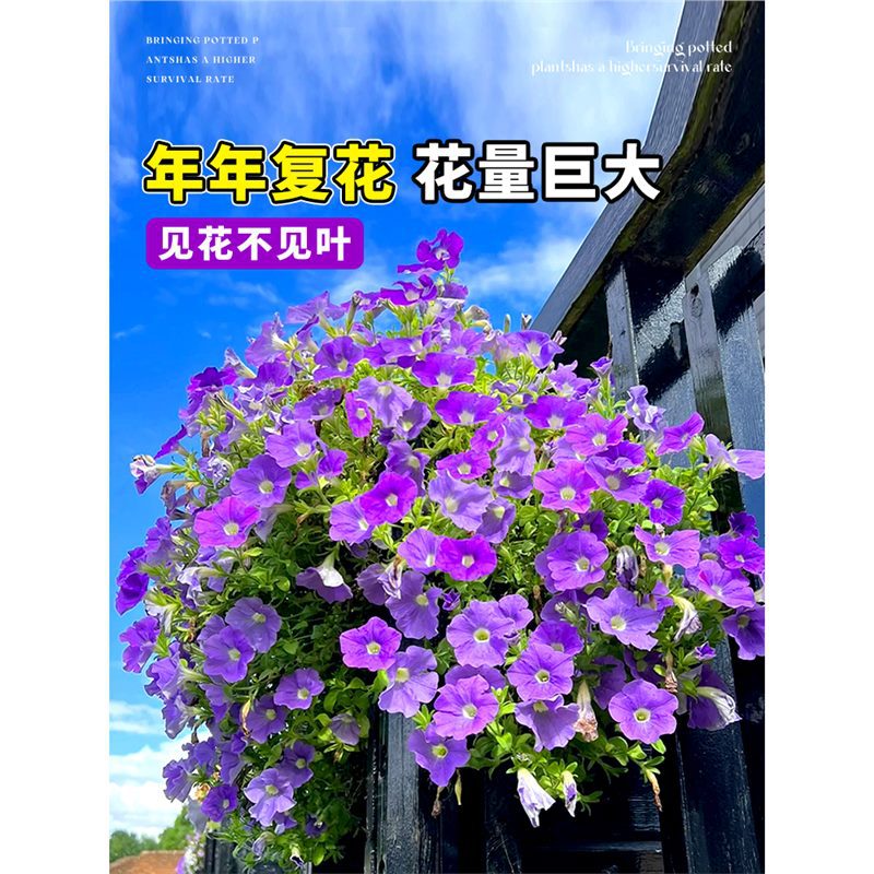 矮牵牛花苗盆栽带花牵牛花重瓣星桌面绿植
