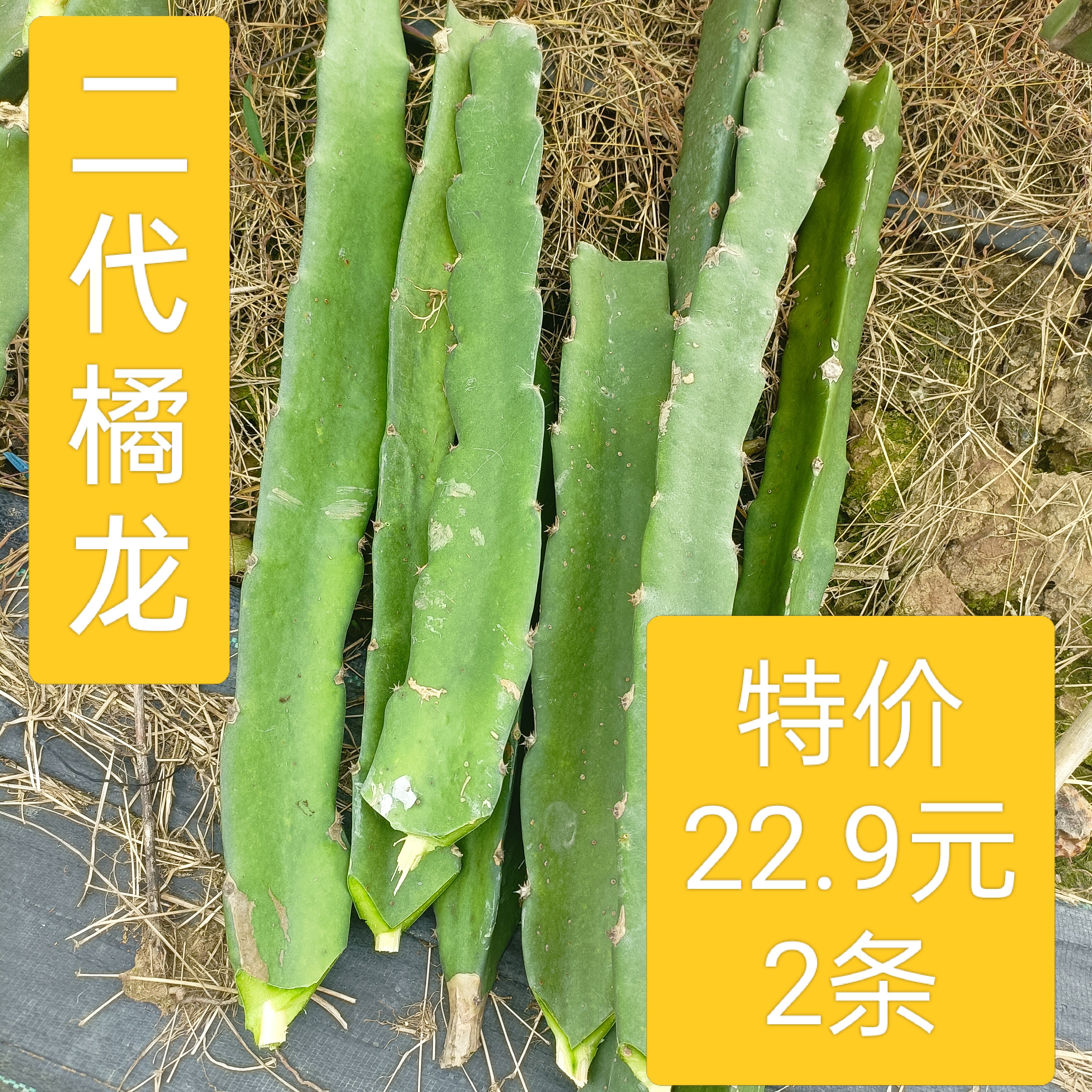 火龙果苗稀有品种2代橘龙原枝果