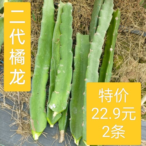 火龙果苗稀有品种2代橘龙原枝果树红皮红肉阳台清甜盆栽特价包邮