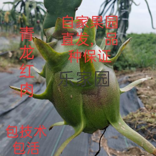 盆栽阳台四季种植红肉枝条青皮