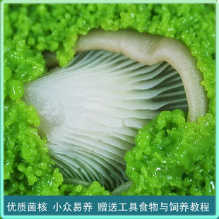 黏菌宠物菌种菌核粘菌多头绒泡菌小学生迷宫染色实验小型好养活体