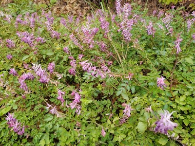 紫堇喜湿耐阴紫色原种阳台花园山野草地盆栽