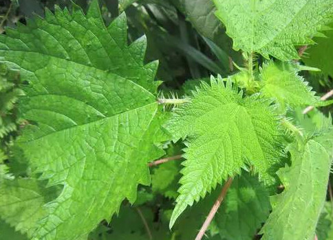 火荨麻,麻叶荨麻,荨麻(第8页)_大山谷图库