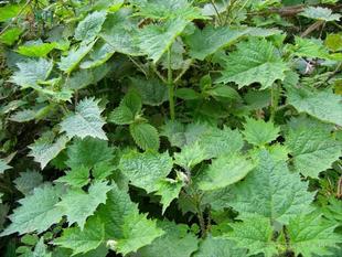 荨麻白活麻裂叶荨麻活麻草青活麻火鸡婆木槽新鲜现采发货包邮