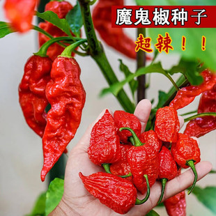 印度魔鬼椒辣椒种子特辣变态辣涮涮辣超辣龙息四季蔬菜种苗籽种孑