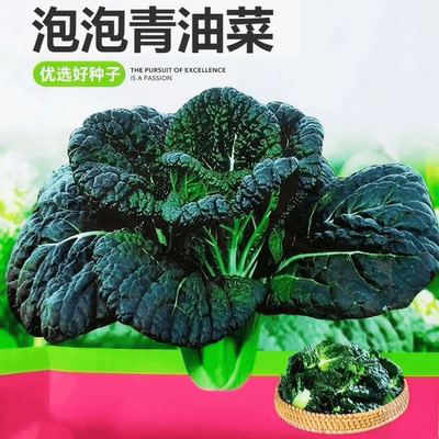 泡泡青黑油冬种子杭州随州皱叶黑乌油冬菜越冬耐寒种籽菜籽青菜种