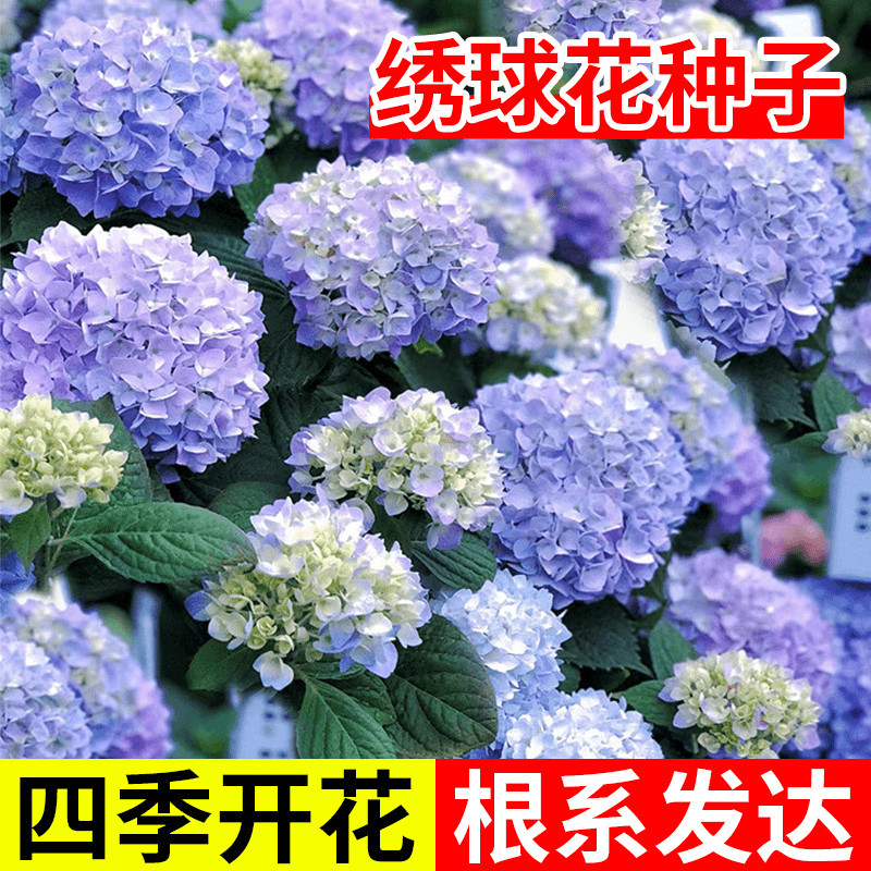 绣球花种籽子室外四季播种混色花家庭园艺种子