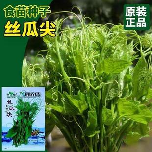 正宗丝瓜尖种子丝瓜藤尖苗种籽四季种佛手瓜嫩尖苋菜南瓜蔬菜种子