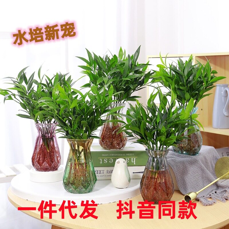 驱蚊竹柏水培水养土培植物客厅公卧室九里香绿植盆栽四季带根须