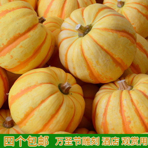 万圣节南瓜小金瓜太阳果