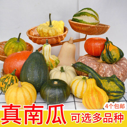 真南瓜摆件装饰异形观赏各种新鲜小彩色万圣节灯笼雕刻大圆老道具