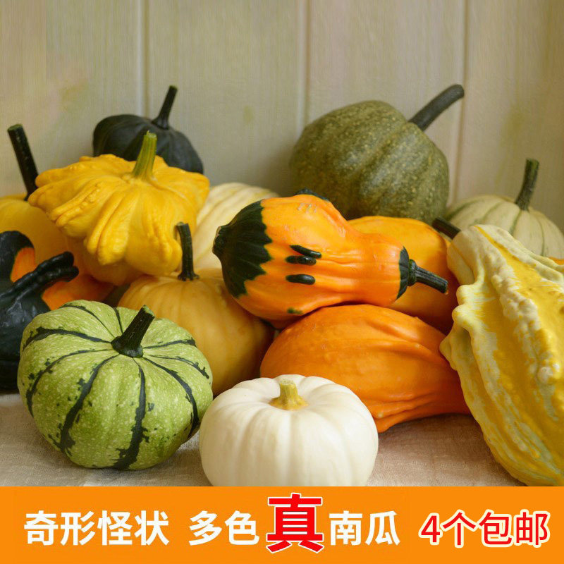观赏真南瓜摆件各种各样七彩色奇异形多色墨西哥葫芦南瓜文玩摆放