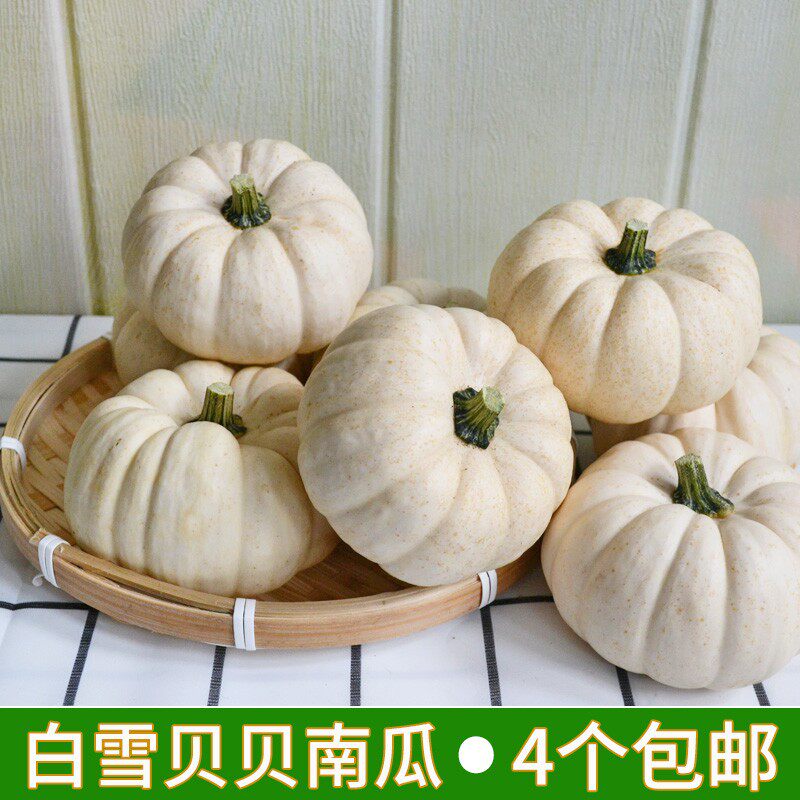 白色奶油南瓜贝贝新鲜观赏真南瓜万圣节装饰摆盘场景圆形雕刻灯