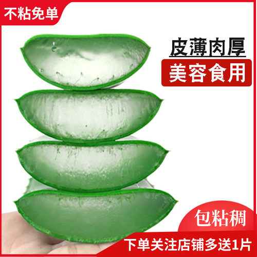 美国库拉索芦荟叶子大叶片奶灌肤