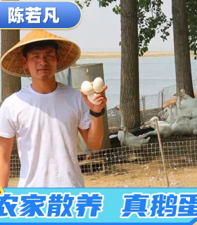 【120克左右】新鲜鹅蛋农家散养生鲜孕妇大真鹅蛋正宗非双黄精品