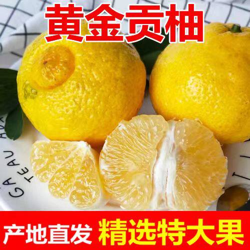 湖南怀化黄金贡柚10斤新鲜柚子当季孕妇水果正宗黄肉贡柚蜜柚纯甜