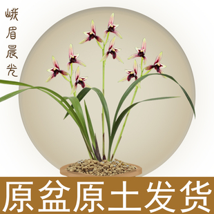 建兰锦上添花峨眉晨光四季兰赤诚红素色花老种兰花苗花卉绿植盆栽