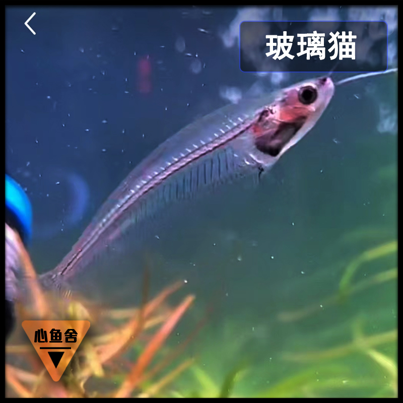 透明玻璃猫鱼拉拉鱼活体魔鬼刀温顺可混养黑羽毛观赏幽灵线翎电鳗