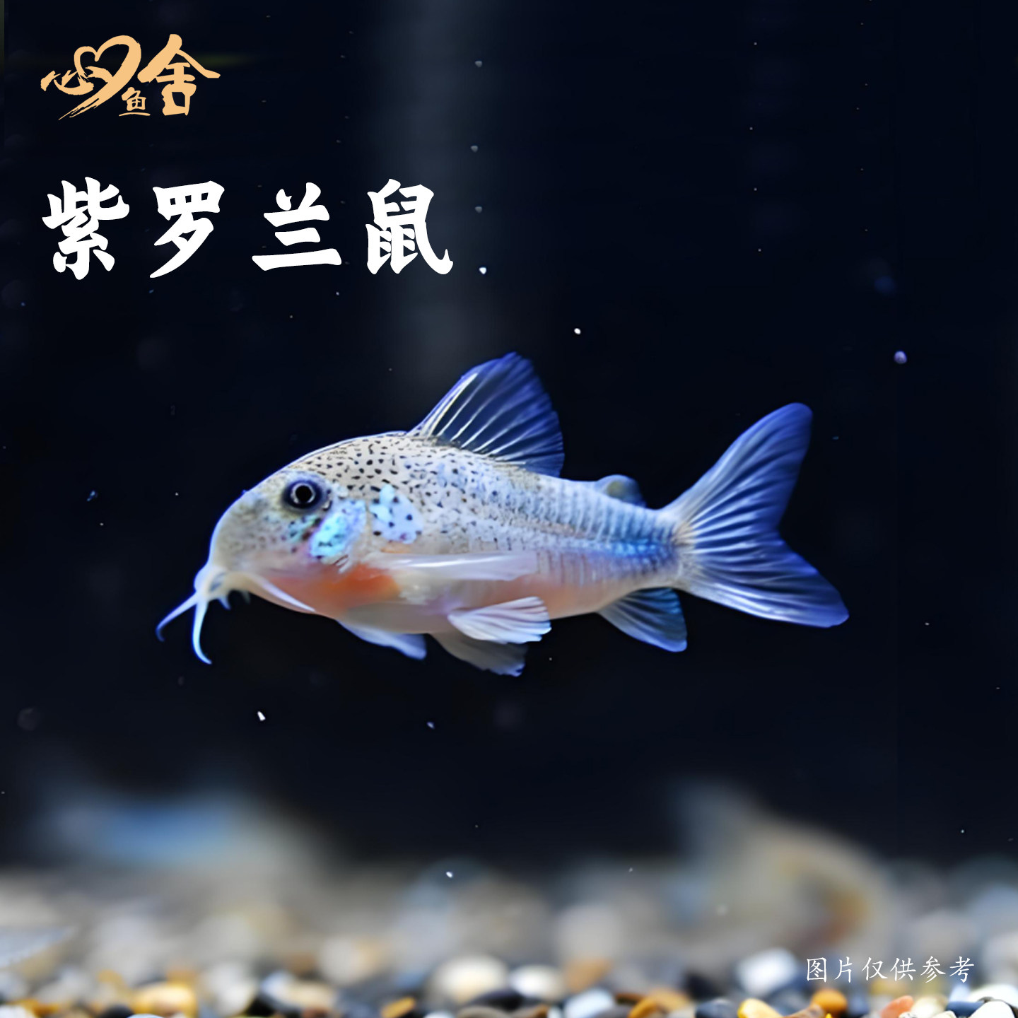 紫罗兰鼠鱼工具鱼南美鼠鱼进口老鼠鱼青鼠黑鼠鱼活体鱼清理鱼缸,宠物/宠物食品及用品,鱼,淘宝优惠券,粉丝福利购,淘宝优惠卷